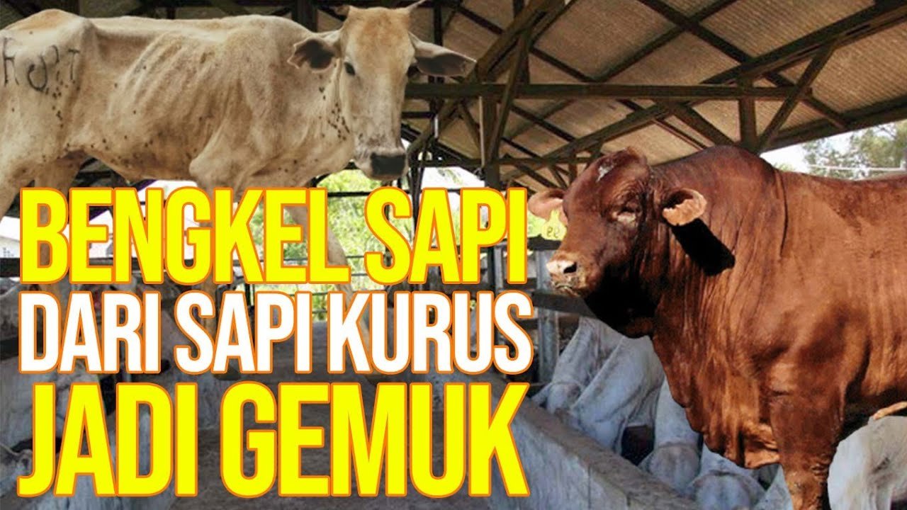 Bengkel Sapi Spesialis Sapi Rusak Jadi Gemuk.jpg